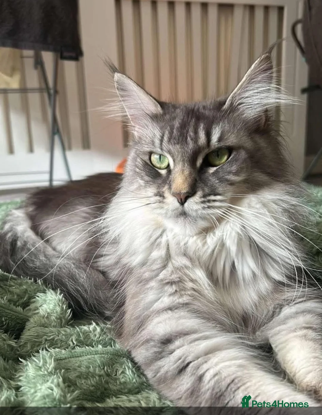 Maine Coon cats for sale: 2 main coon kittens available🐱 - Advert 1
