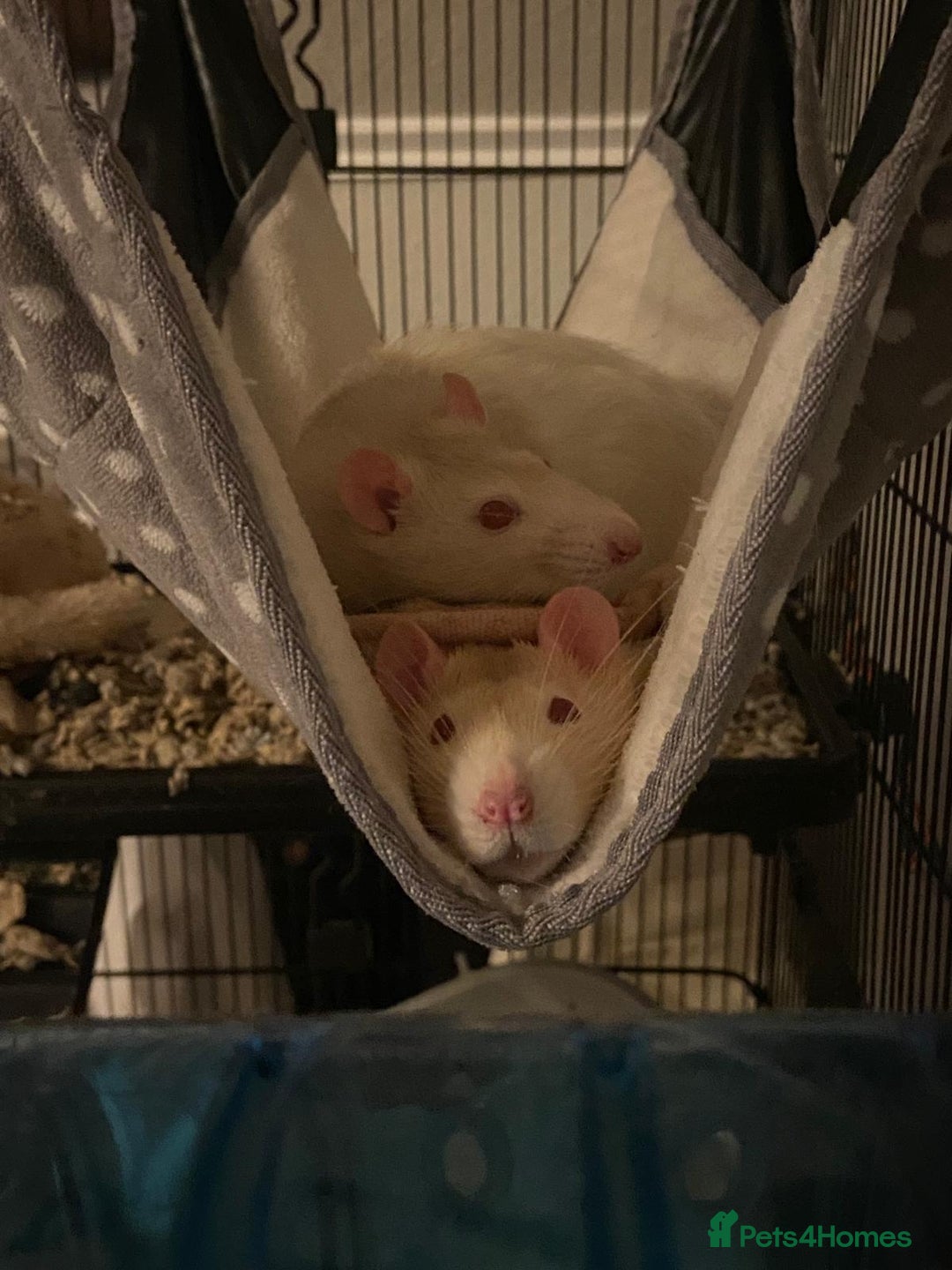 Rat rodents for sale: 2 Beige & White Boy Rats - Advert 1