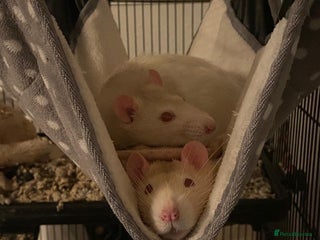 Rat rodents 2 Beige & White Boy Rats - Advert 2