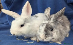 Dutch rabbits for sale: Dutch rabbits for sale  - Image 4
