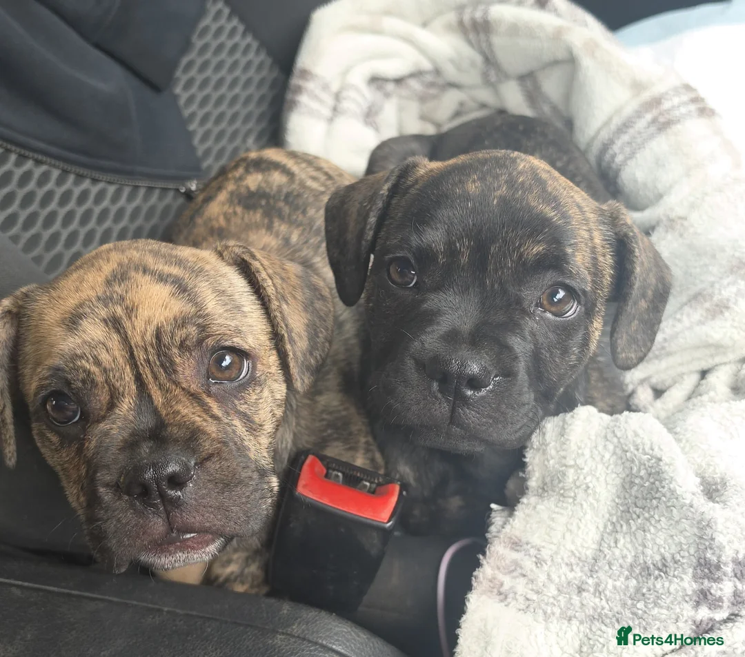 Mixed Breed dogs for sale: Staffie cross Frenchie pups - Advert 2