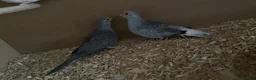 Mixed Breed birds for sale: Aviary Birds - Advert 5