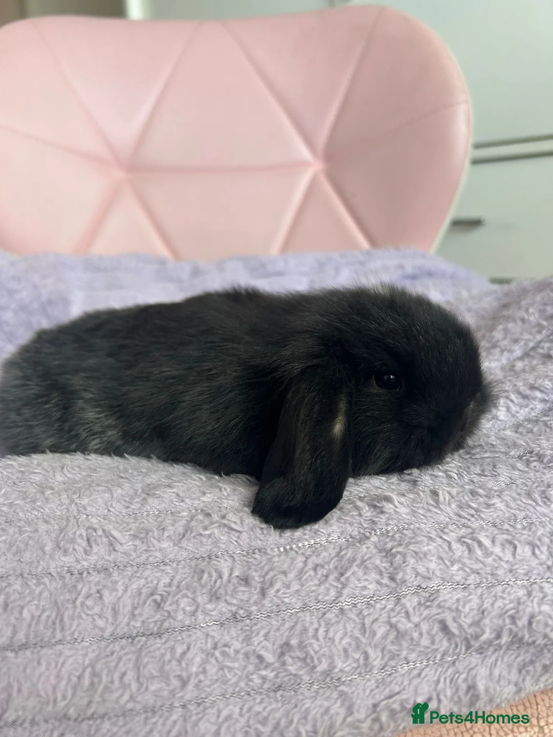 Mixed Breed rabbits for sale: Lionhead baby bunny  - Advert 11