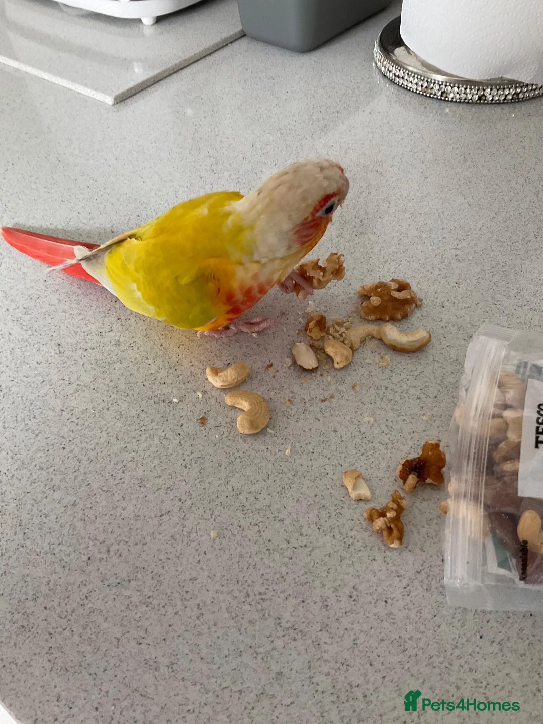 Conures birds for sale: Conure maybe 9 months old  in Gillingham - Advert 2