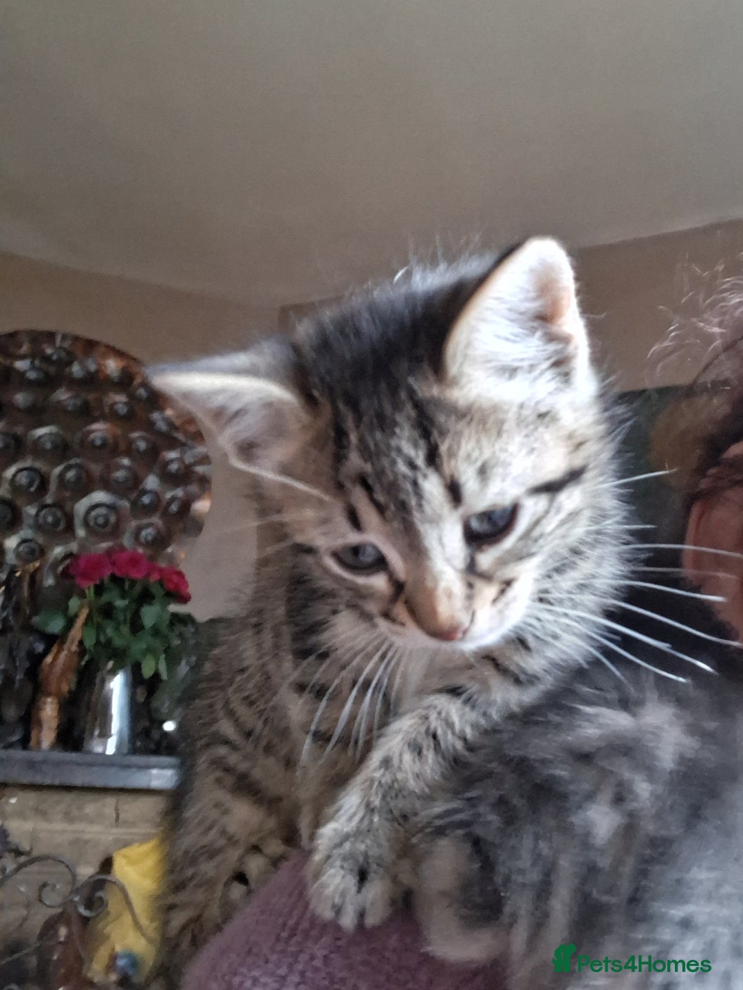 Mixed Breed cats for sale: ⭐️⭐️Stunning Russian Blue X Bengal Kittens ⭐️⭐️⭐️ - Advert 8