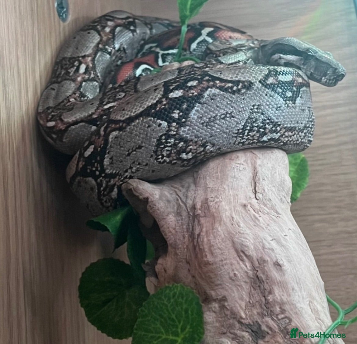 Boa Snake reptiles Male Nicaraguan Dwarf Boa - Advert 1