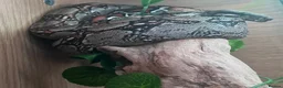 Boa Snake reptiles for sale: Male Nicaraguan Dwarf Boa - Advert 1