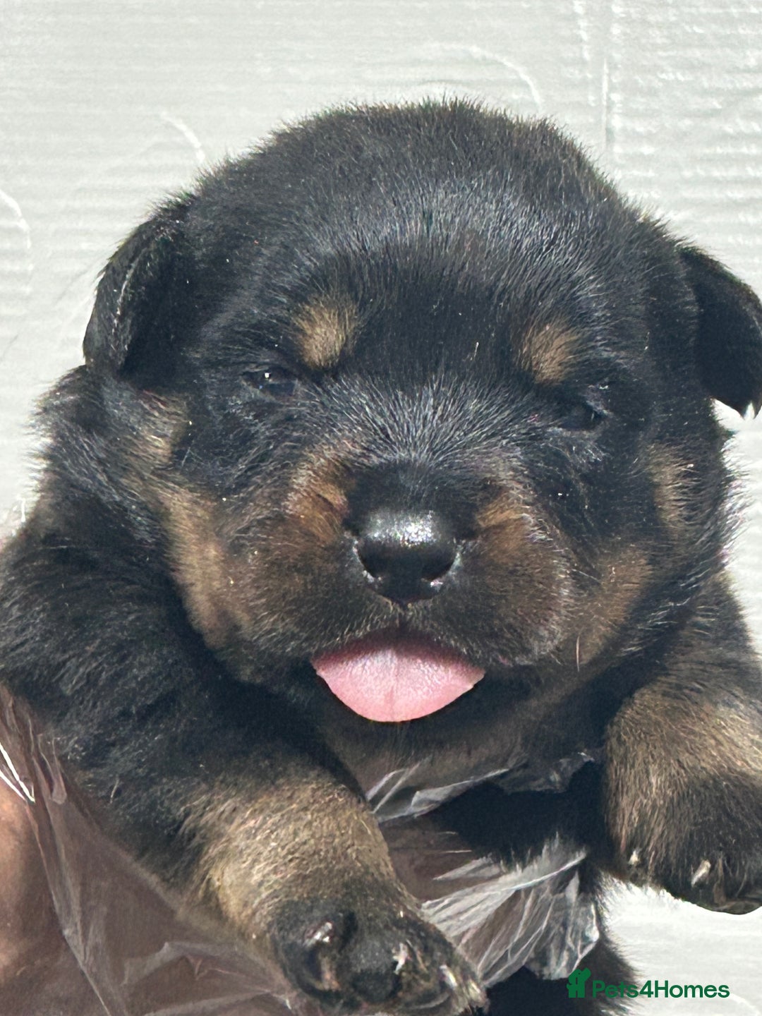 Rottweiler dogs for sale: Top Quality KC Reg Rottweiler Puppies for sale - Advert 2