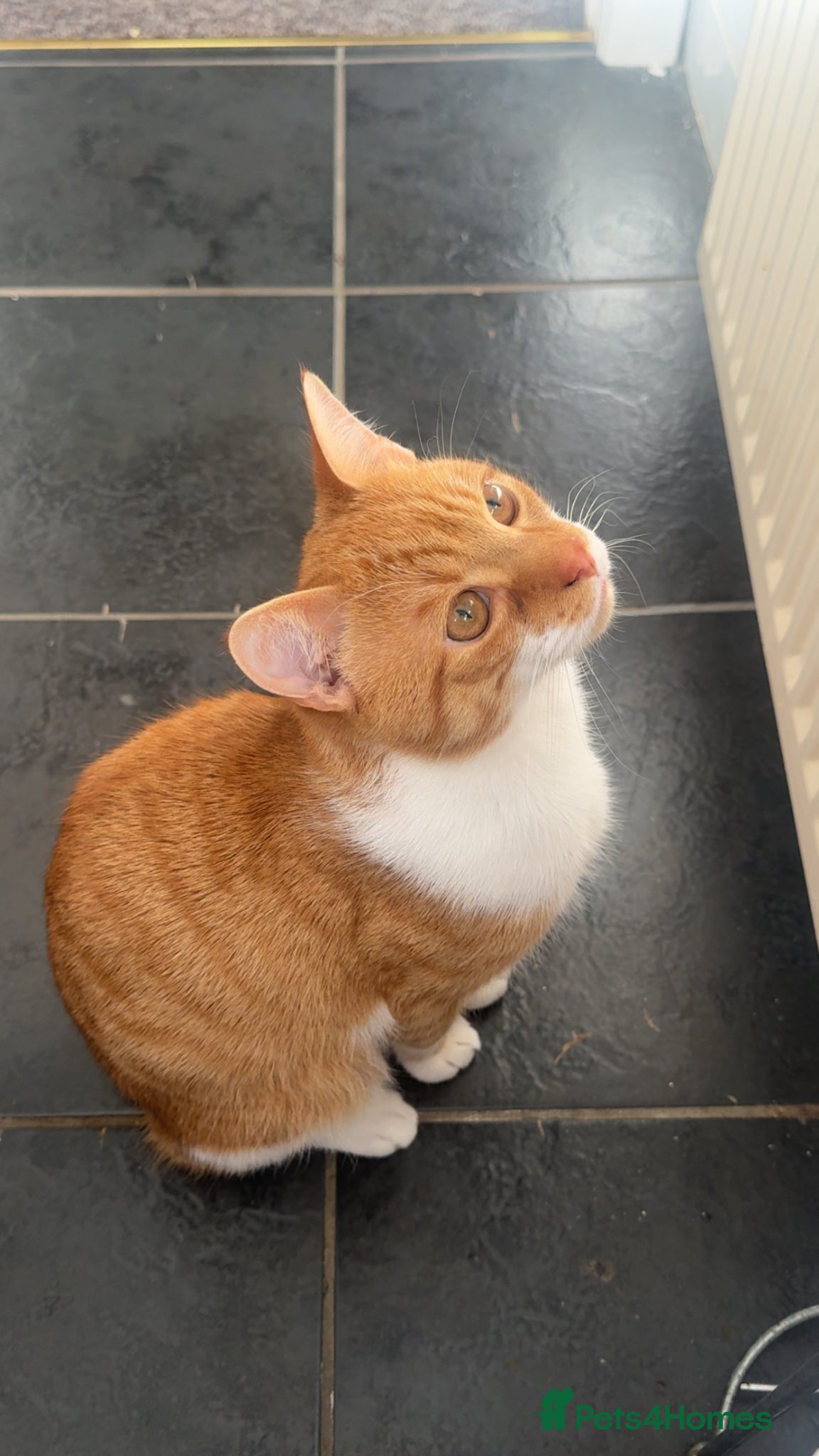 British Shorthair cats 8 Month old male - Advert 1