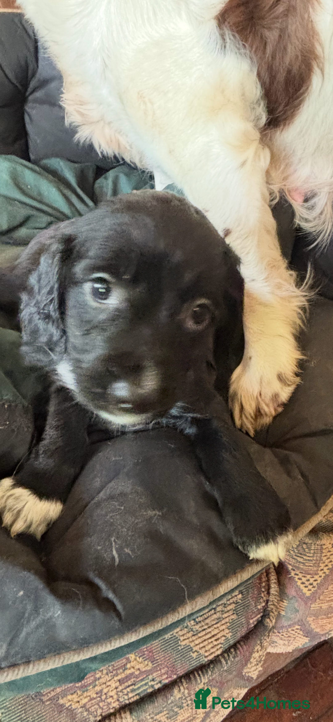Cocker Spaniel dogs for sale: Working type cocker spaniel puppies  - Advert 11