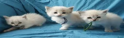 Siberian cats for sale: Soft and fluffy Siberian Neva Masquerade Kittens - Advert 15