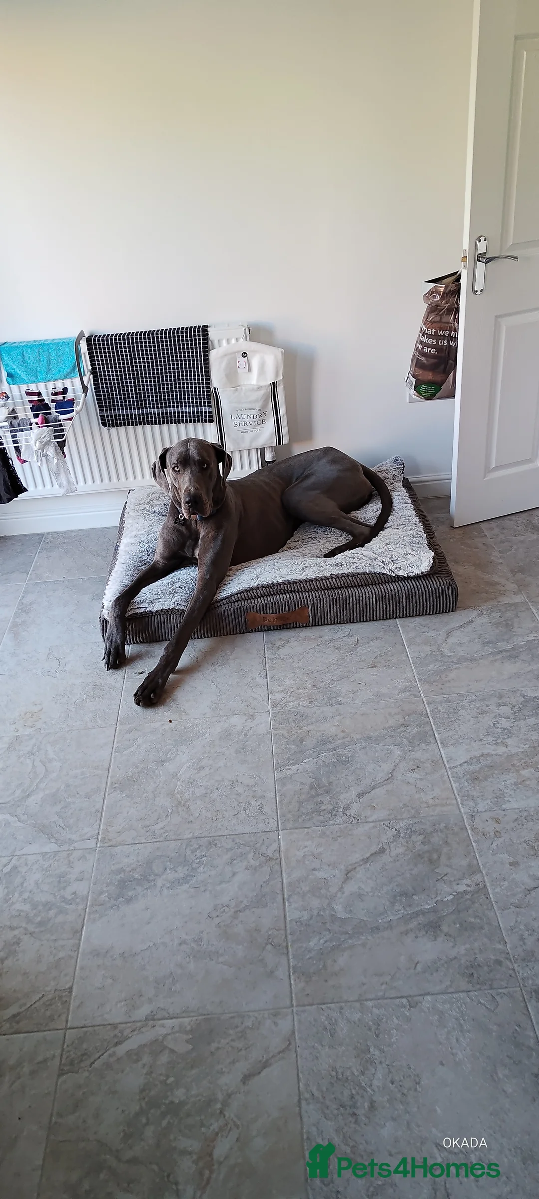 Great Dane dogs for stud: Great Dane for stud in Chesterfield - Advert 4