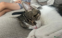 British Shorthair cats for sale: Free to good home  - Image 2