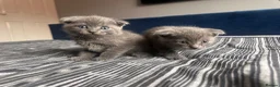 Scottish Fold cats for sale: Scottish fold - Advert 4
