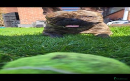 French Bulldog dogs for sale: Rehoming Hugo/ Frenchie - Image 3