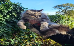 Maine Coon cats for sale: 5 maine coons  - Image 2