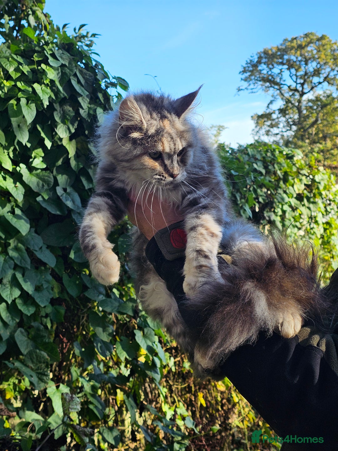 Maine Coon cats for sale: 5 maine coons  - Image 2