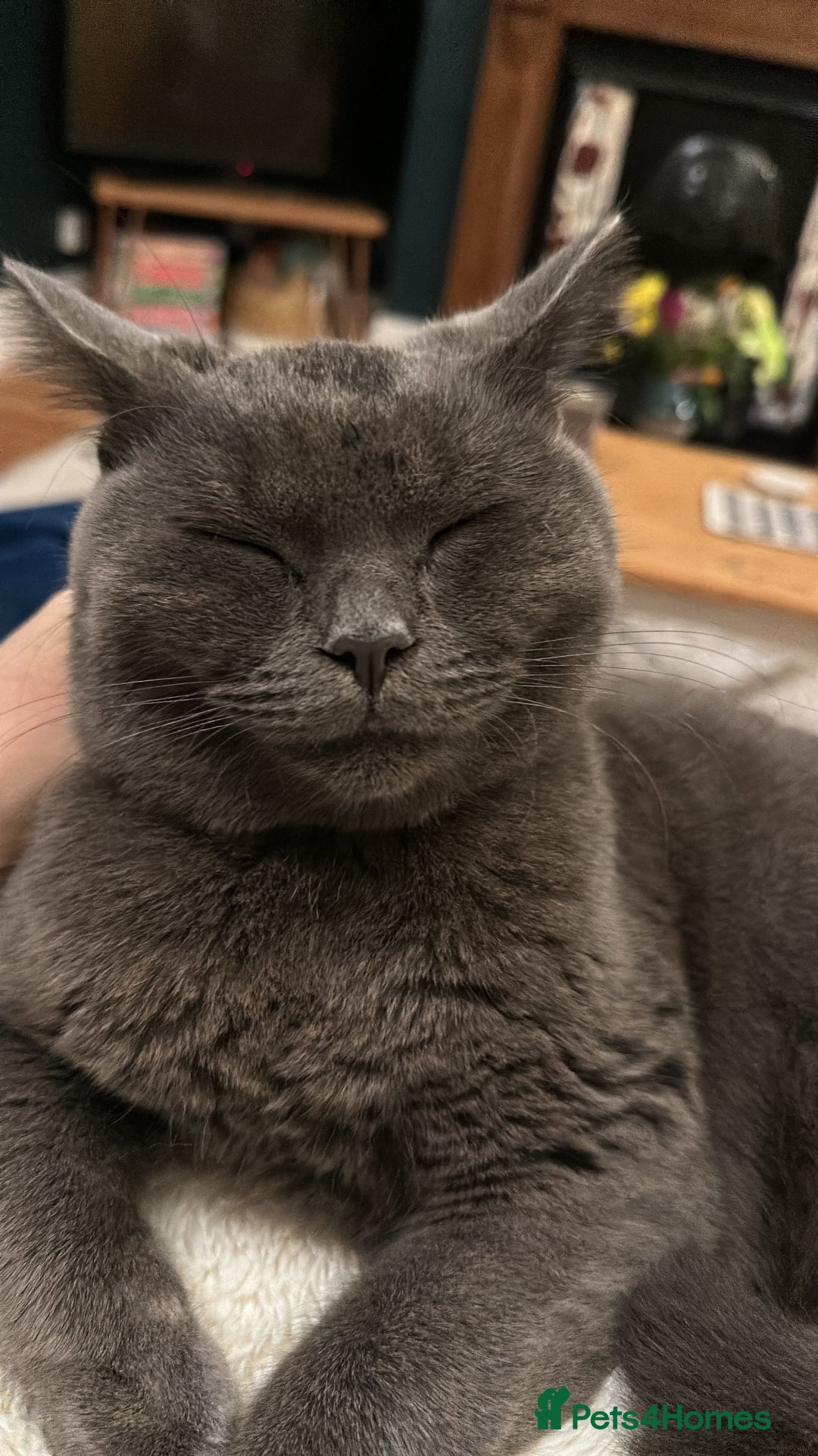 British Shorthair cats for sale: Female Blue British Shorthair 2 years old  - Advert 6