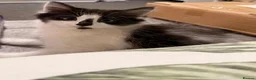 Mixed Breed cats for sale: (Ready Now) Mixed Breed Kittens in Northampton - Advert 8