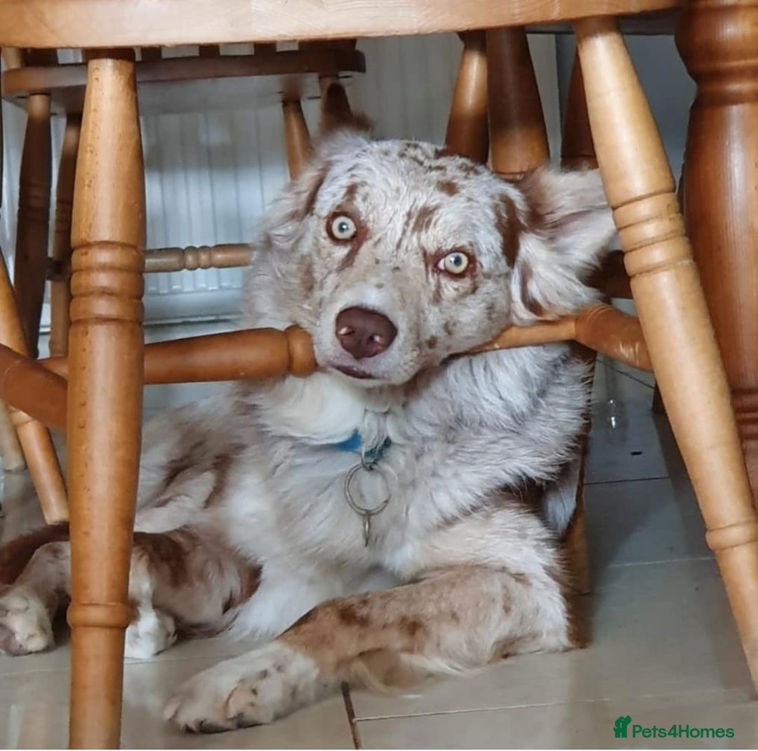 Border Collie dogs for stud: Stud dog - Red Merle Border Collie - Image 1