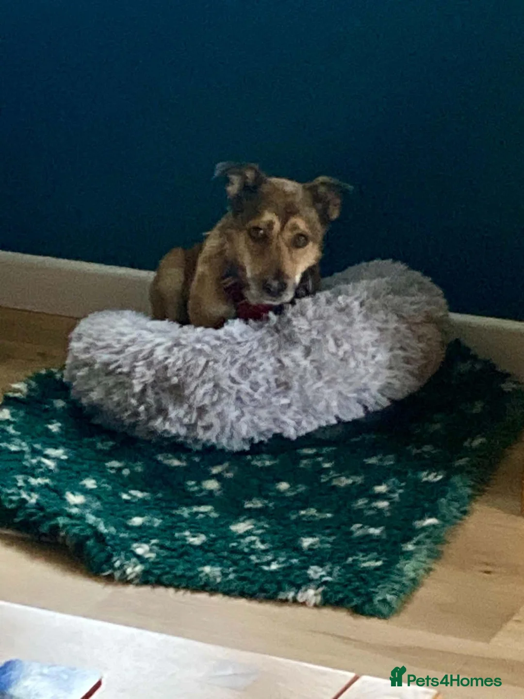Mixed Breed dogs for adoption: Watson for adoption in Exeter - Advert 2