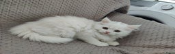 Mixed Breed cats for sale: Persian Mix kittens  - Advert 30