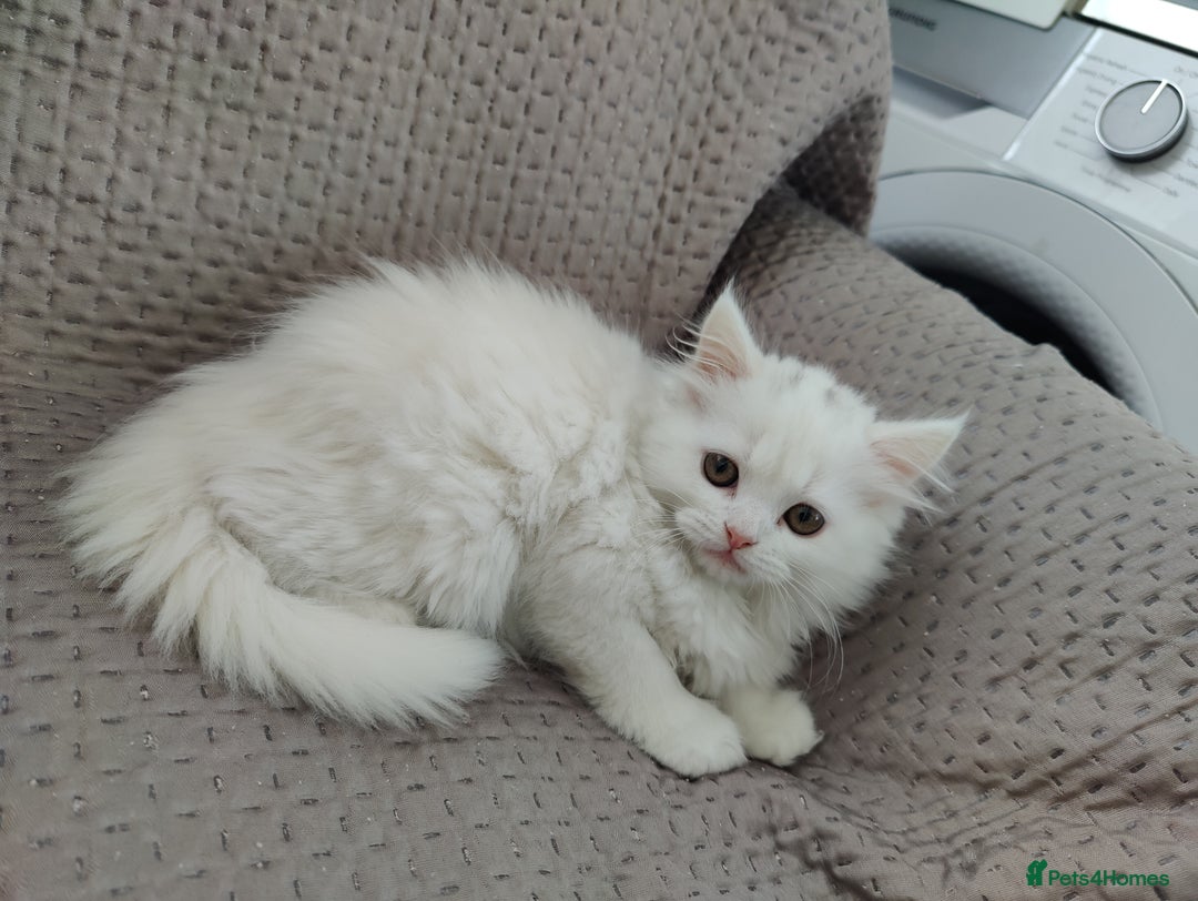 Mixed Breed cats for sale: Persian Mix kittens  - Advert 30