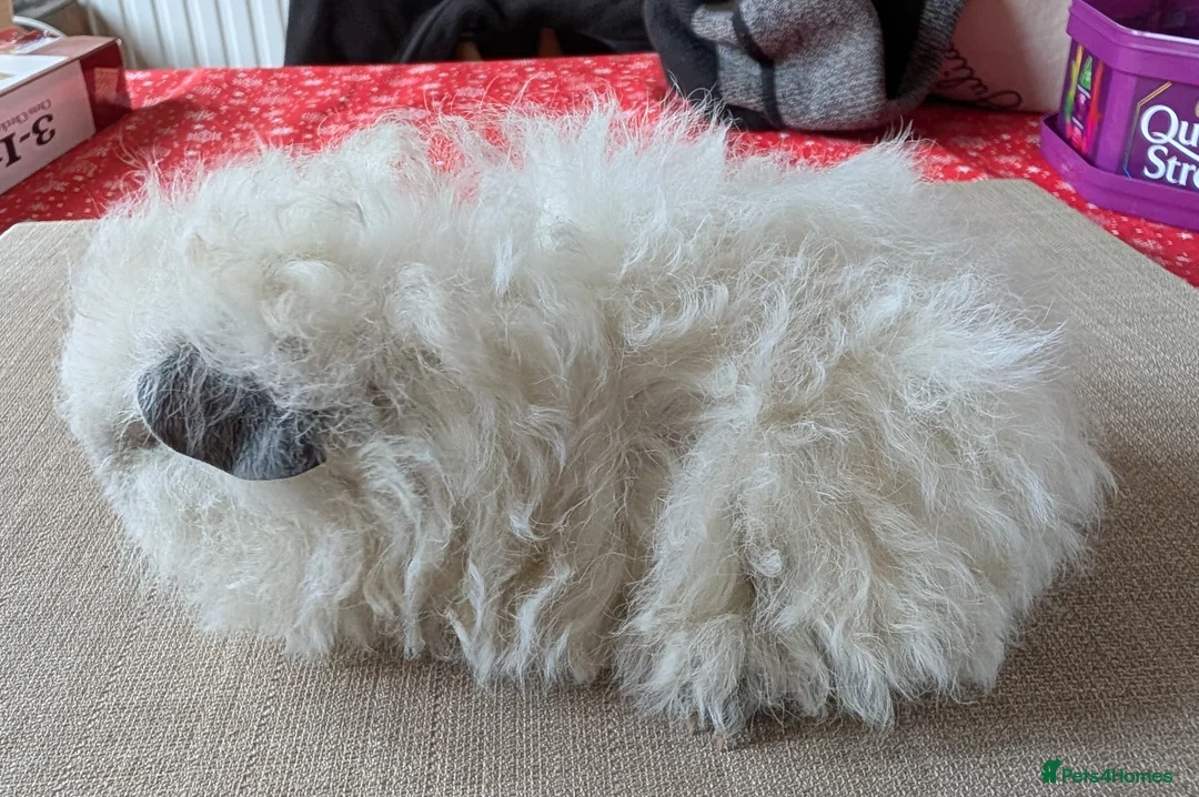 Guinea Pig rodents for sale: Gorgeous brothers looking for their forever home  - Advert 8