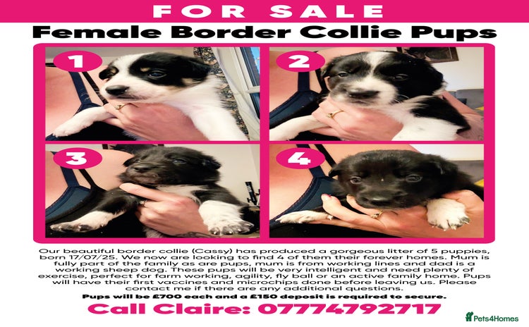 Border Collie dogs - Advert 1