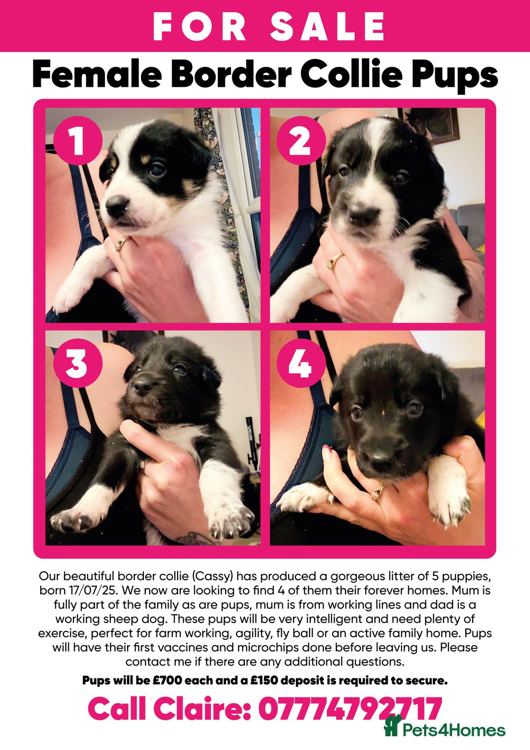 Border Collie dogs for sale: 3 beautiful female pups remaining - Image 1