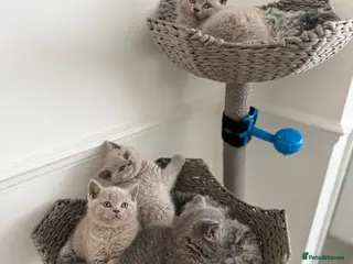 British Shorthair cats ✨ Lilac & Blue British Shorthair Gorgeous Boys 🐾 - Advert 11