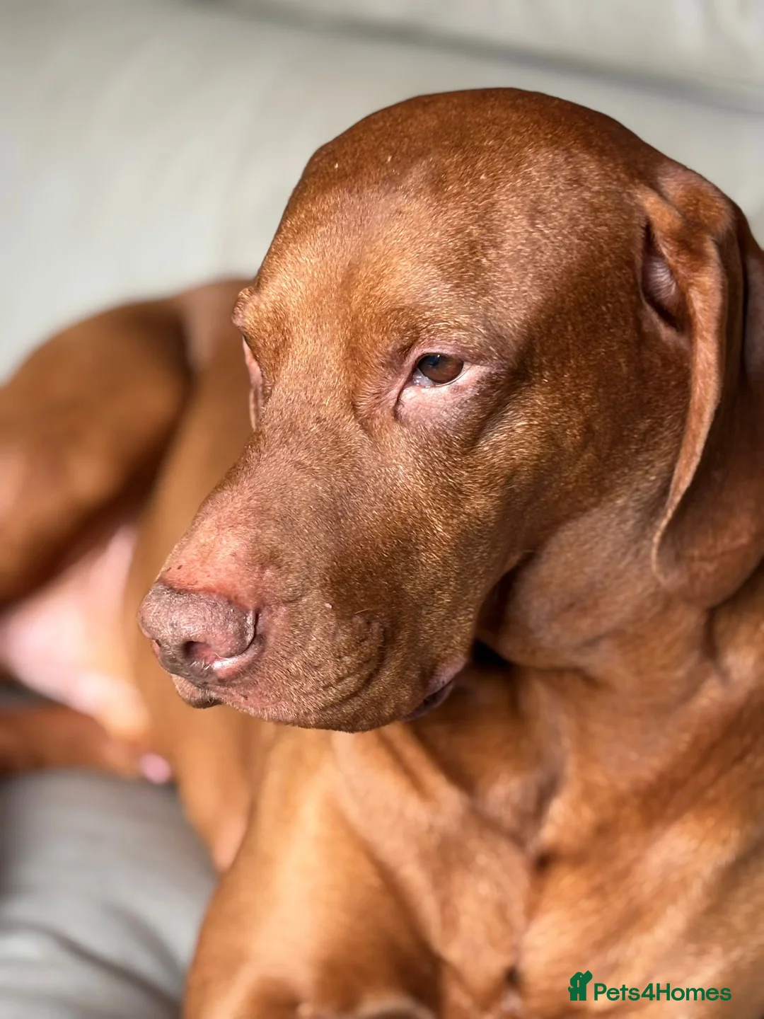 Hungarian Vizsla dogs for stud: Hungarian vizsla Dog for stud - Advert 1