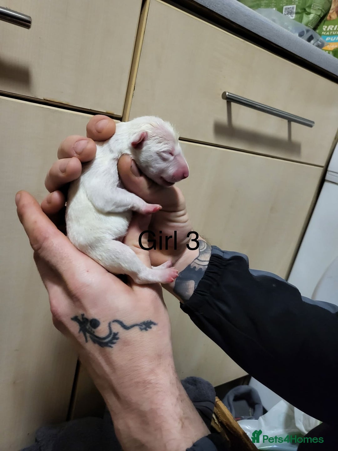 English Bull Terrier dogs for sale: English bull terrier puppies  - Advert 18