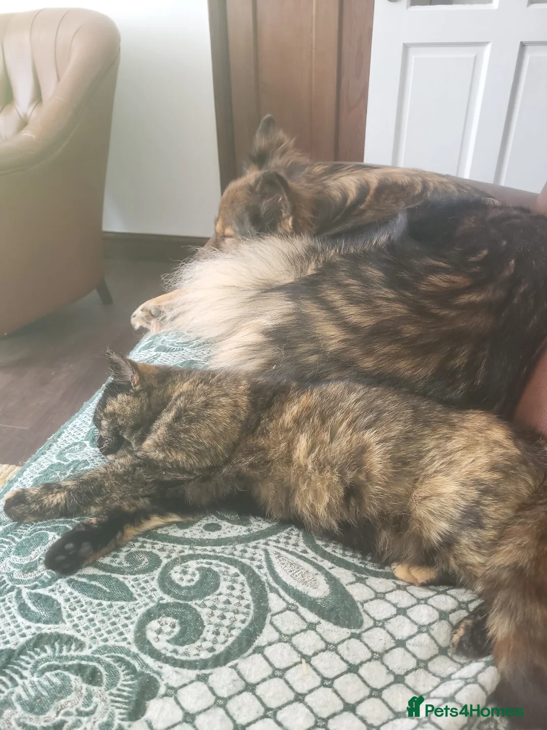 German Shepherd dogs for sale: Jessie- 7 year old female German Shepherd  - Advert 3