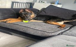 Mixed Breed dogs for sale: German Shepard/ Rottweiler  - Image 6
