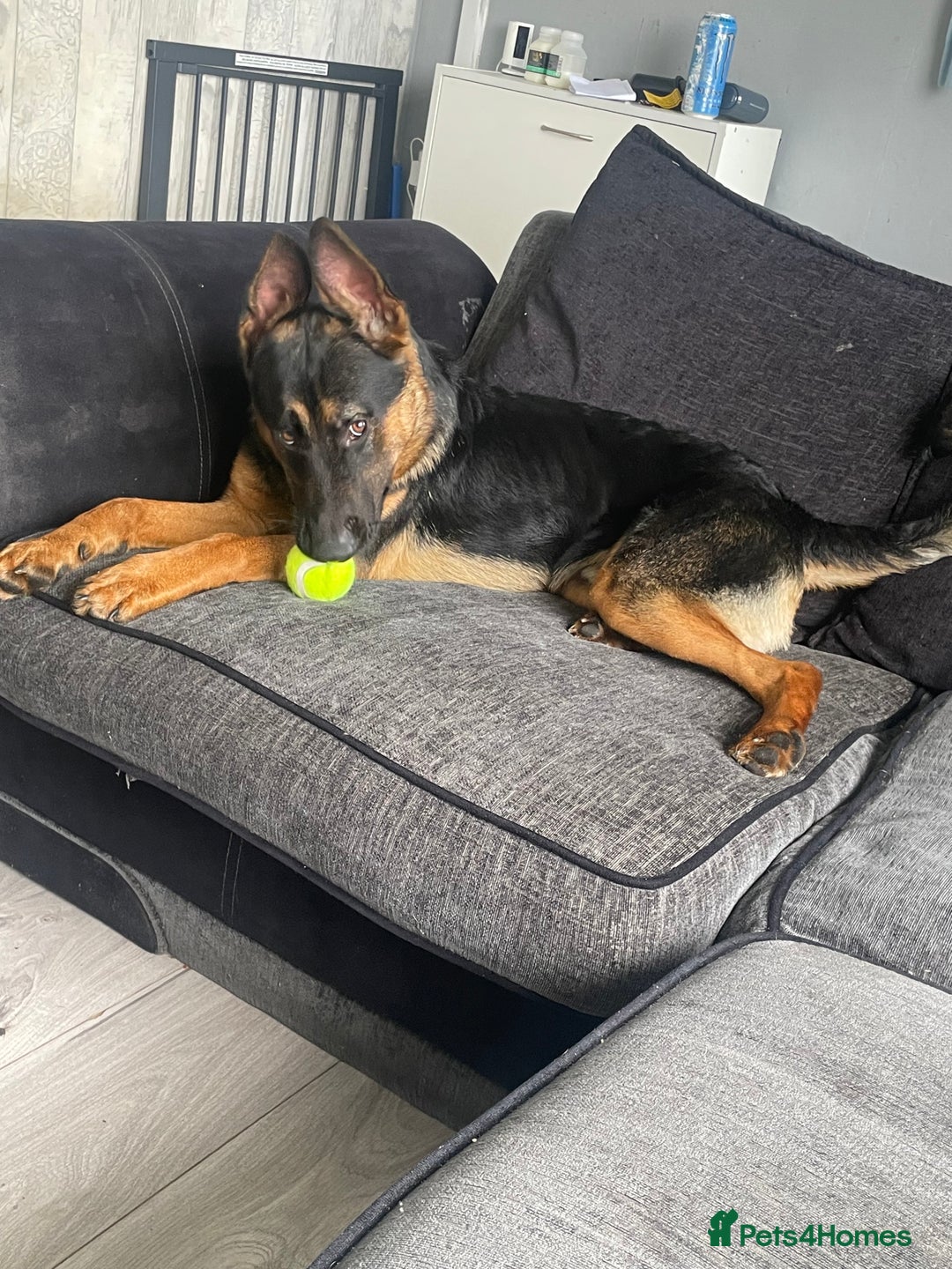 Mixed Breed dogs for sale: German Shepard/ Rottweiler  - Image 6
