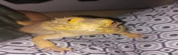 Bearded Dragon reptiles for sale: Bearded Dragon - Smaug - Advert 3