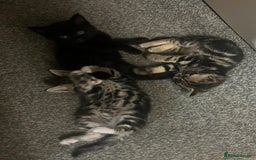 Mixed Breed cats for sale: 🐾Gorgeous Male Kittens Looking for Loving Homes🐾 - Image 6