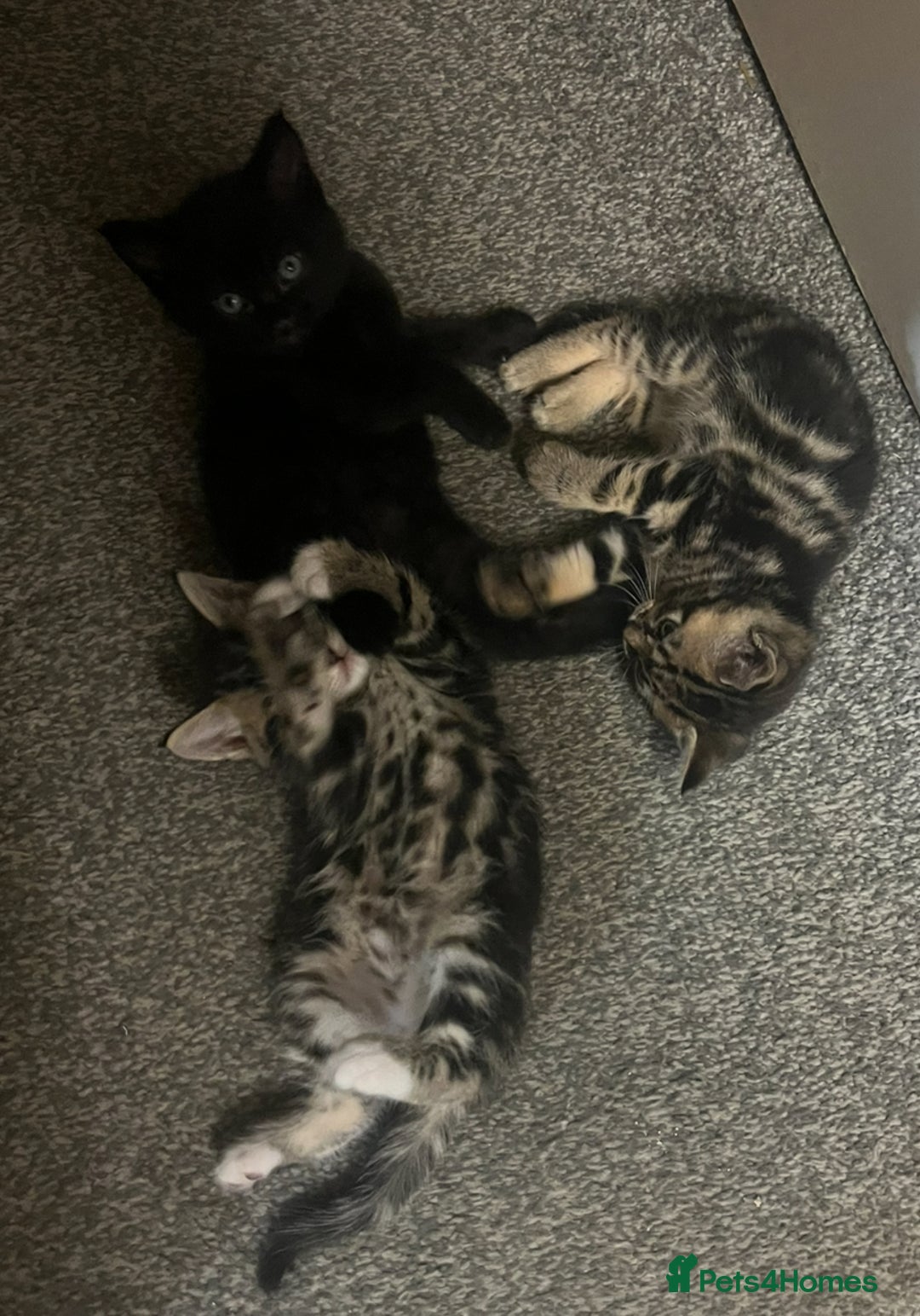 Mixed Breed cats for sale: 🐾Gorgeous Male Kittens Looking for Loving Homes🐾 - Image 6