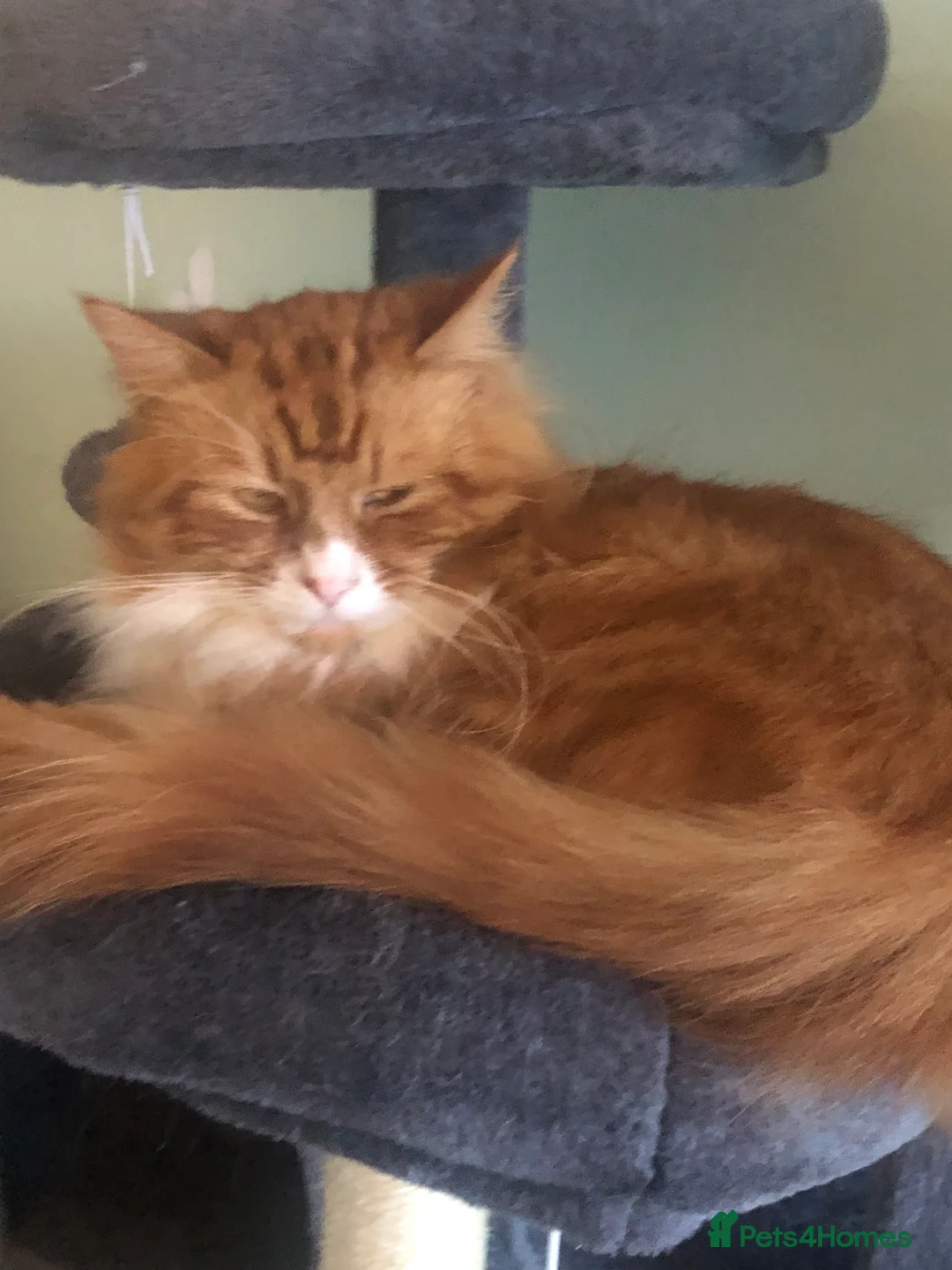 Mixed Breed cats for sale: Maincoon cross cat  - Advert 14