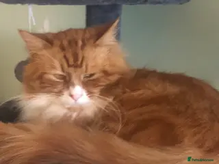 Mixed Breed cats My beautiful maincoon x needs a loving home !! - Advert 13