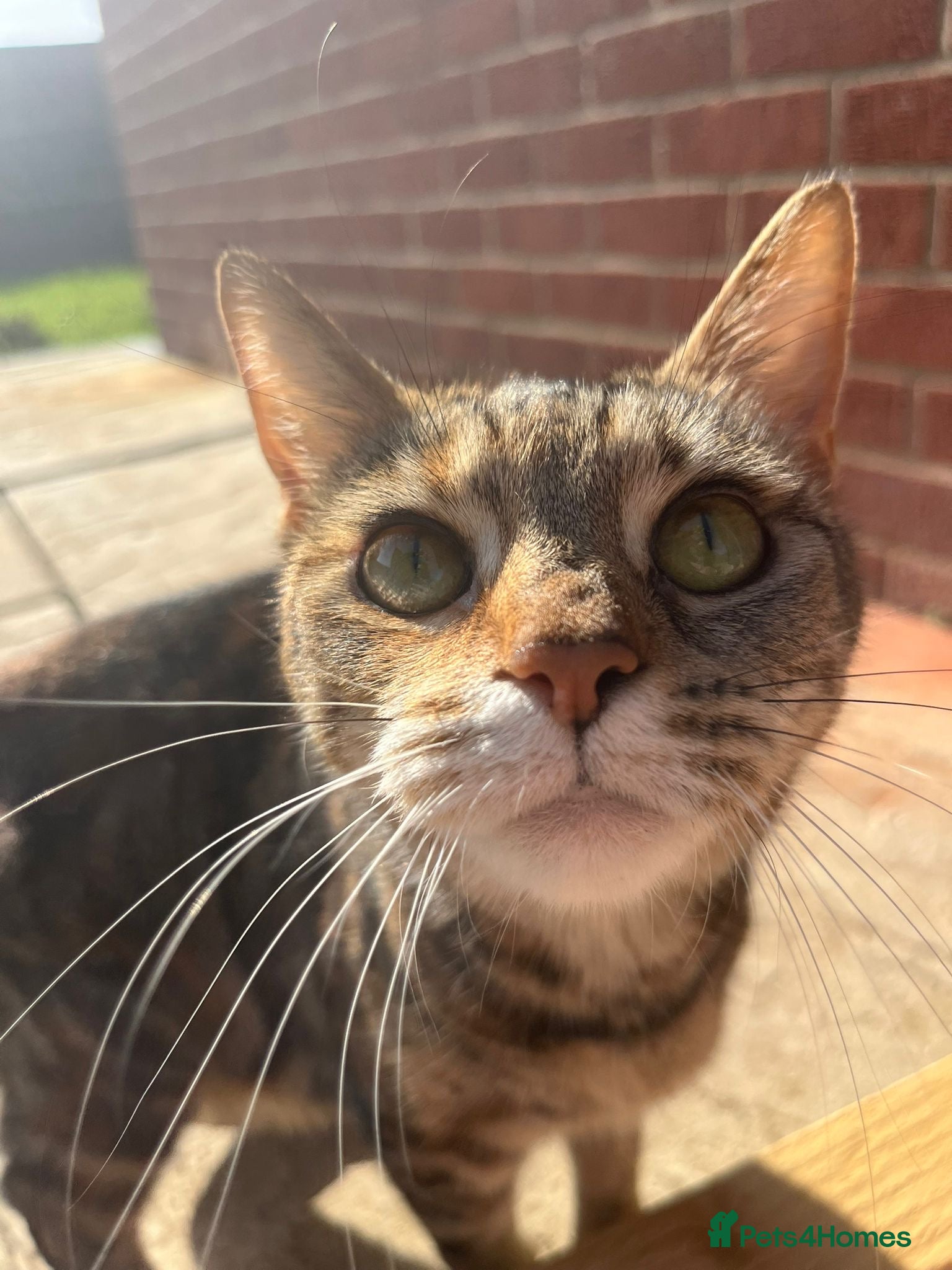 Mixed Breed cats 5 kittens available for reservation - Advert 1