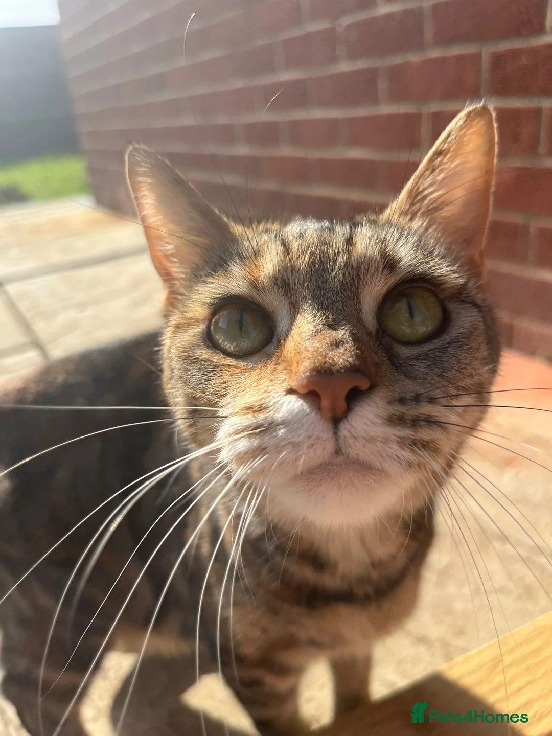 Mixed Breed cats for sale: 5 kittens available for reservation in Brandon - Advert 1