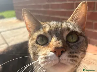 Mixed Breed cats 5 kittens available for reservation - Advert 1