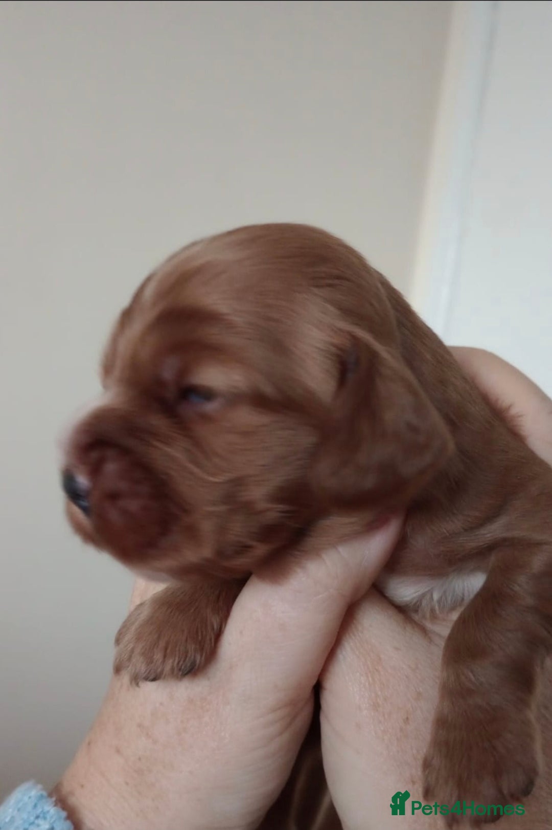 Cocker Spaniel dogs for sale: Beautiful full show cockers  - Advert 11