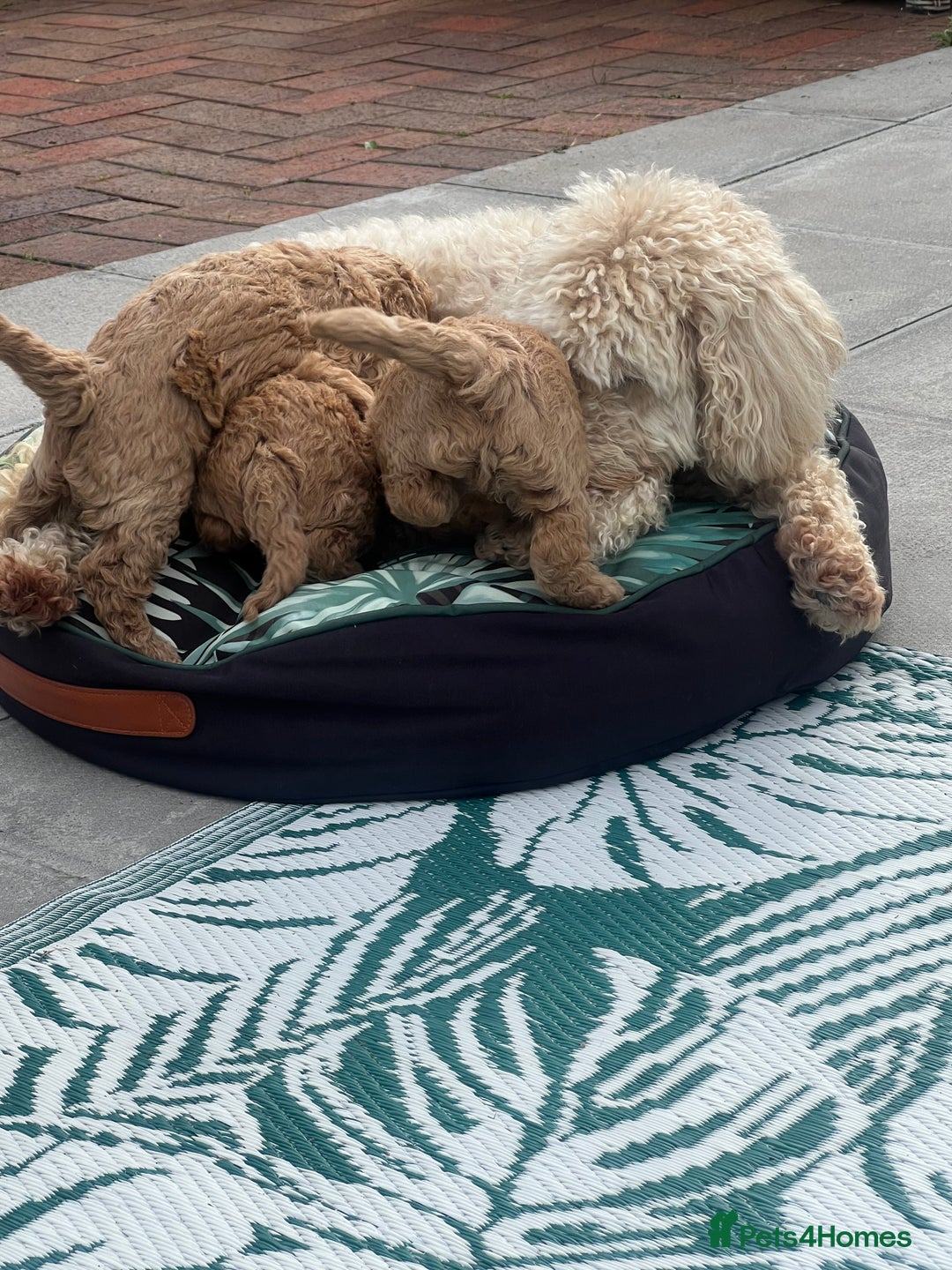 Miniature Poodle dogs for sale: Gorgeous miniature poodles  - Image 12