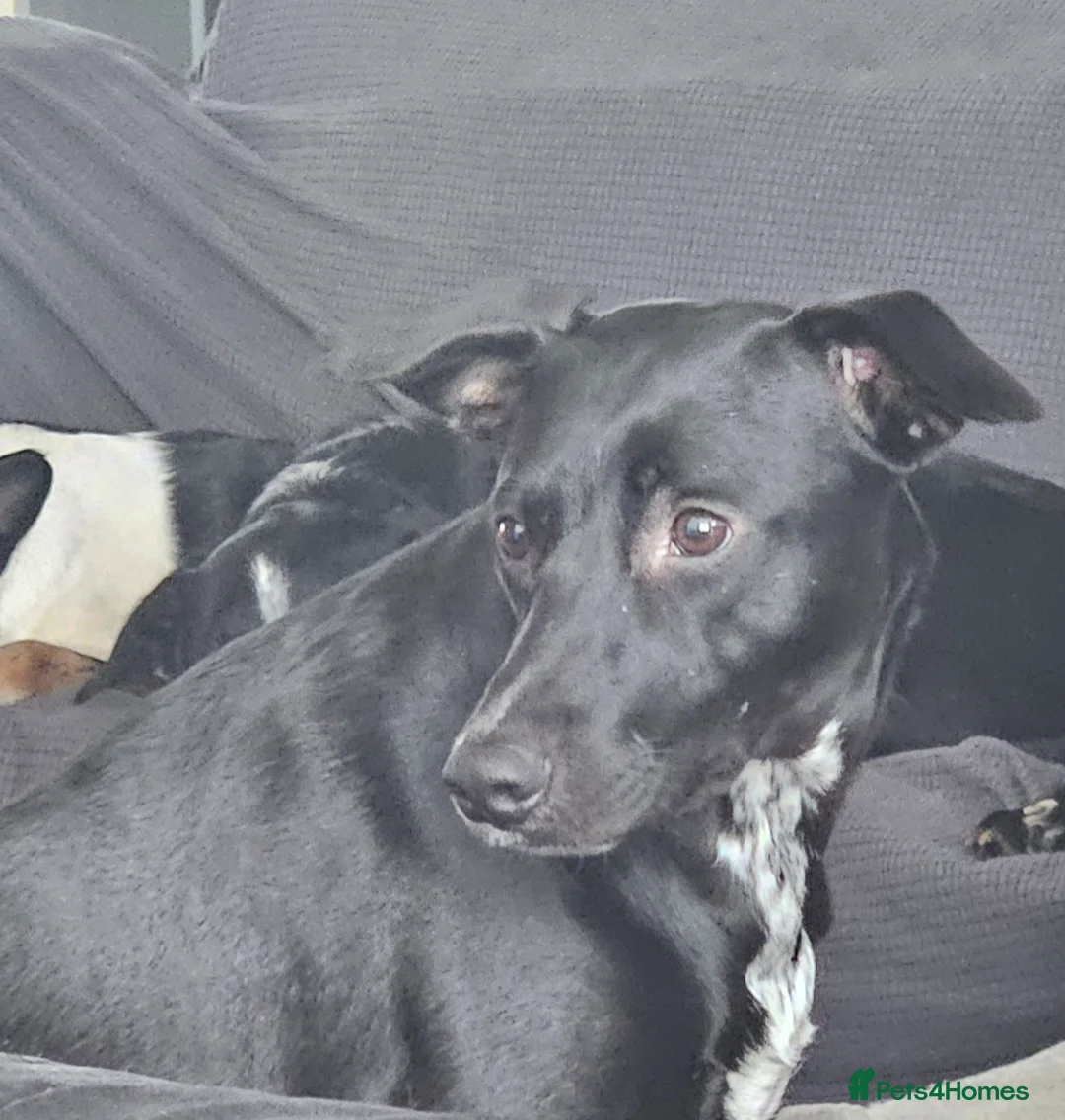 Mixed Breed dogs for stud: Collie x whippet - Advert 4