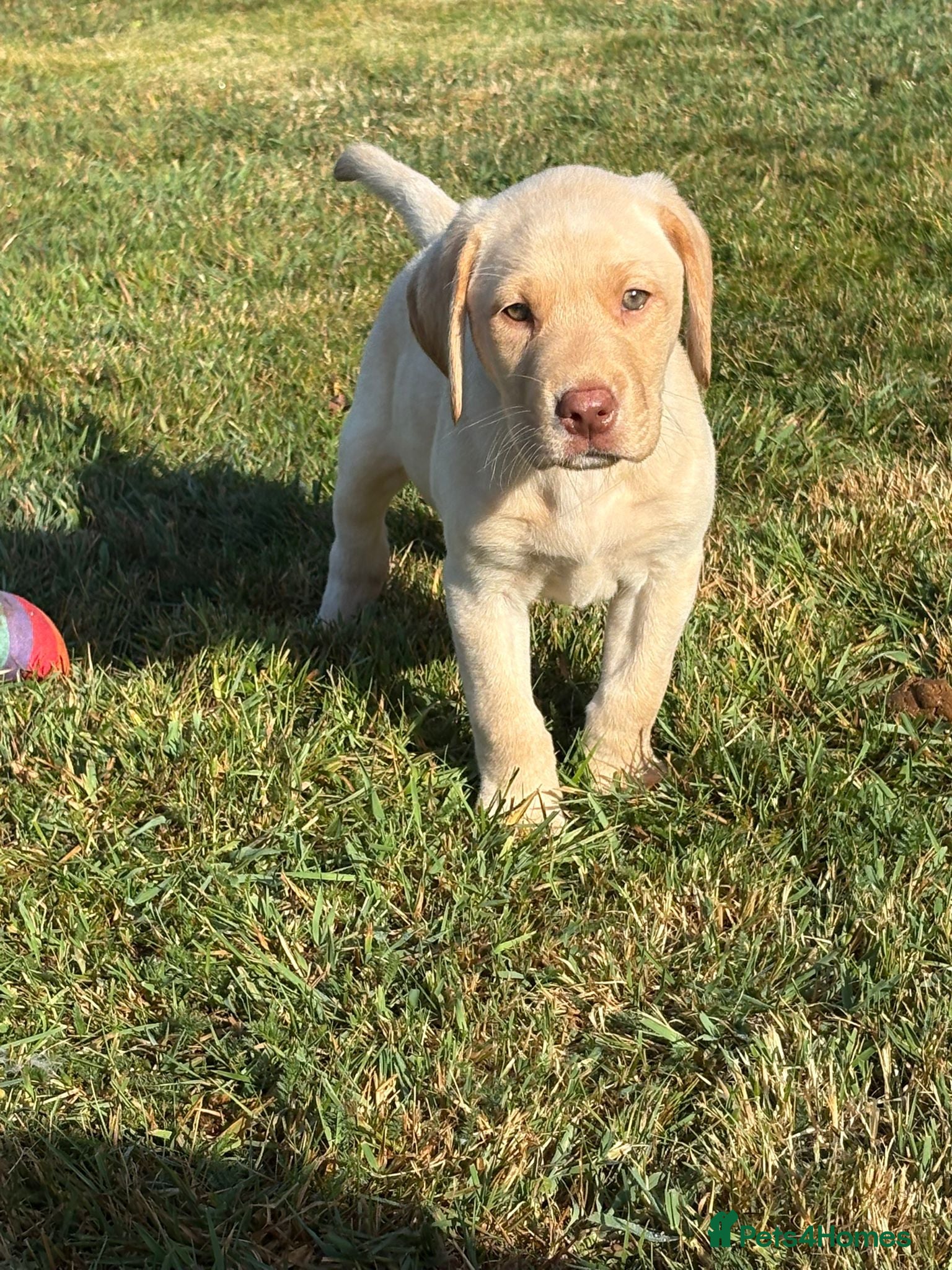 Labrador Retriever dogs Beautiful KC Registered Male Labrador  - Advert 2