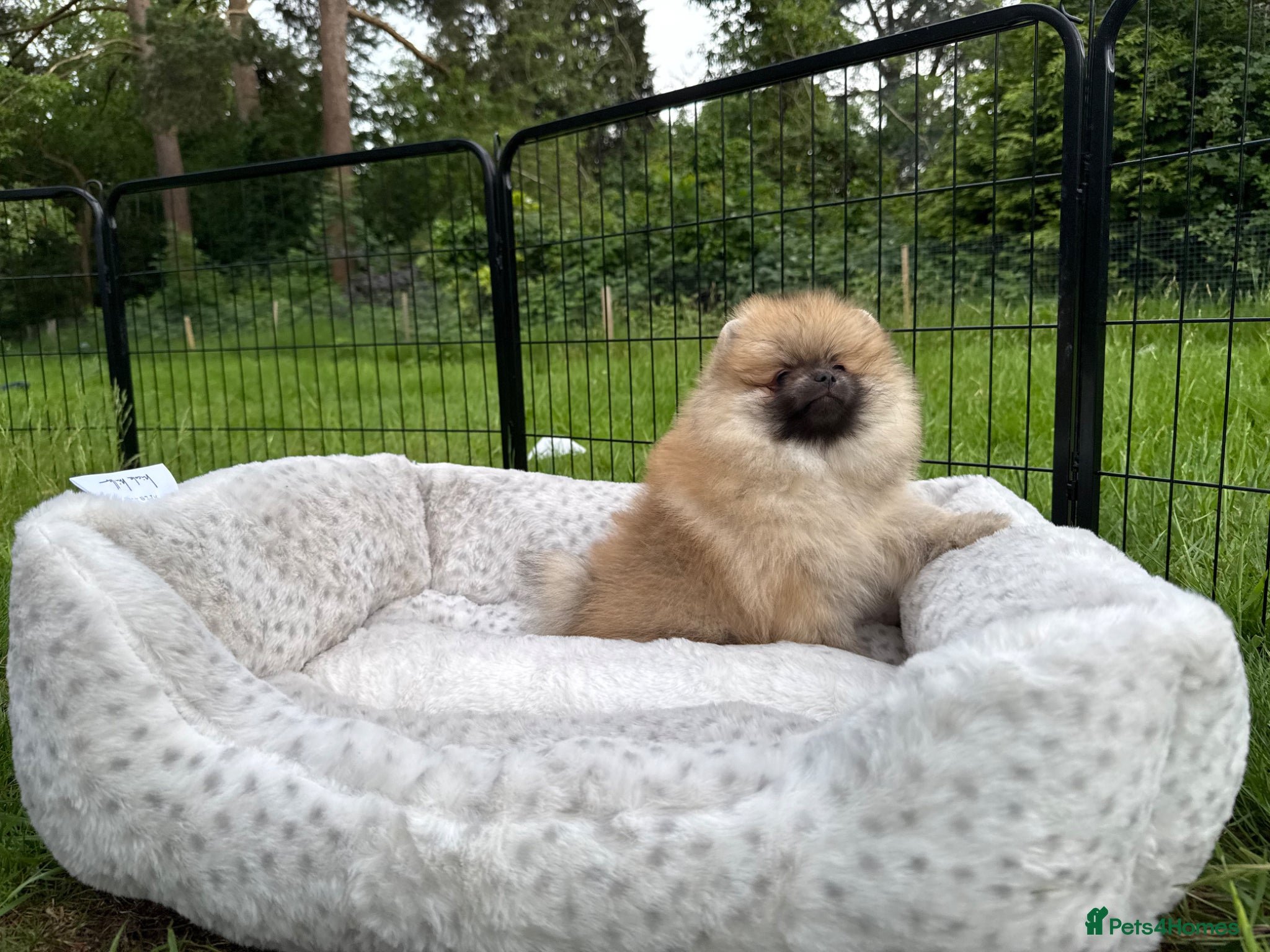 Pomeranian dogs for sale:  Rare colour Russian line Teddy Bear Pom Puppies ✨ - Advert 22