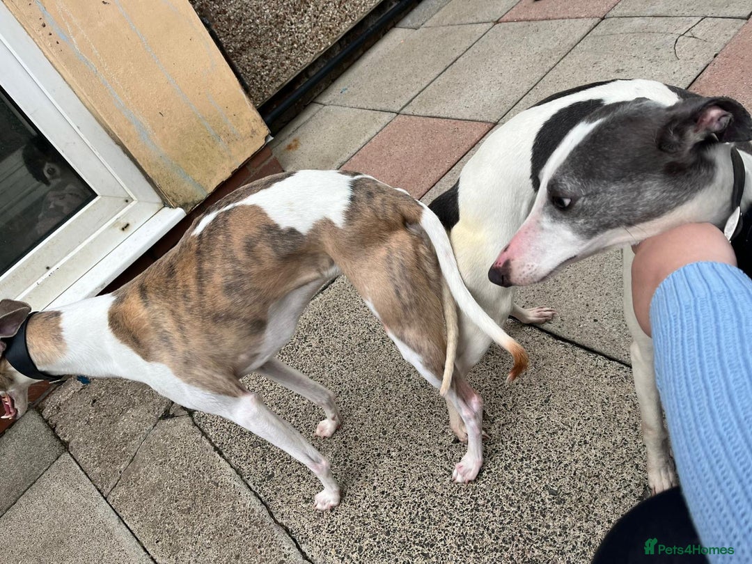 Whippet dogs for sale: KC WHIPPET FOR SALE AGE 2 - Advert 10